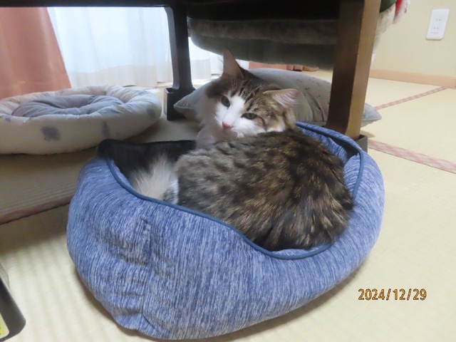 午後ベッド①