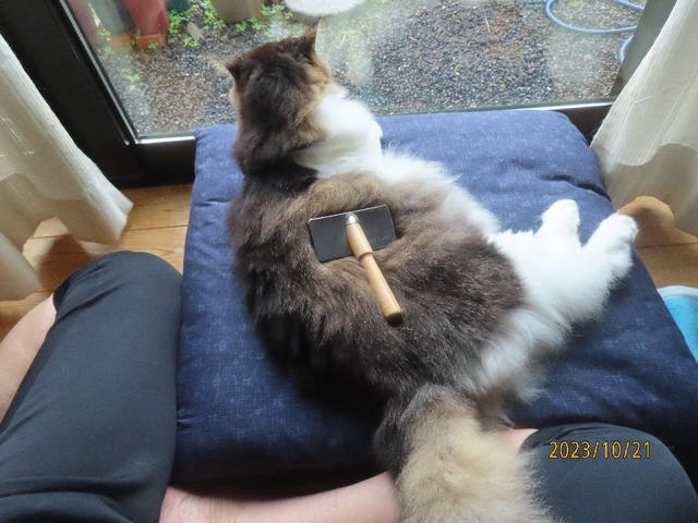 ブラッシング②