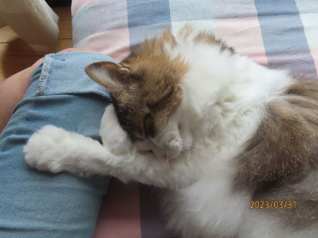 ブラッシング③