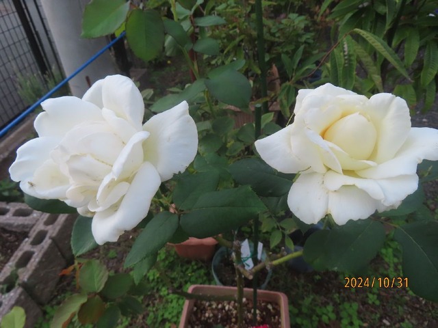 ホワイトクリスマス