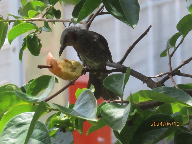 ヒヨドリリンゴ