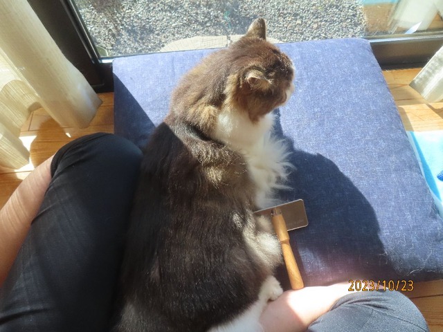 ブラッシング②