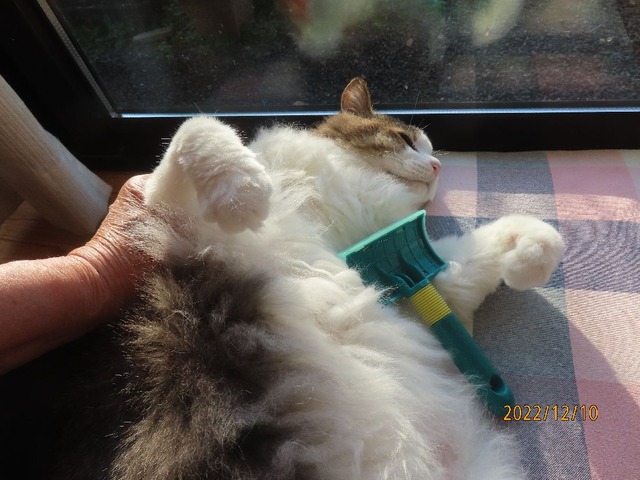 ブラッシング③