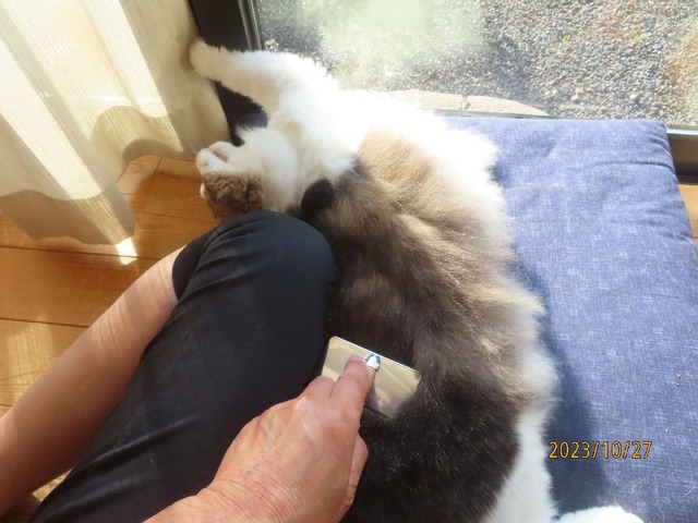 ブラッシング①