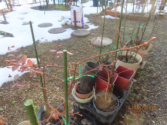 ブルーベリーの芽膨らむ