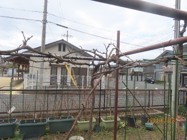 強剪定