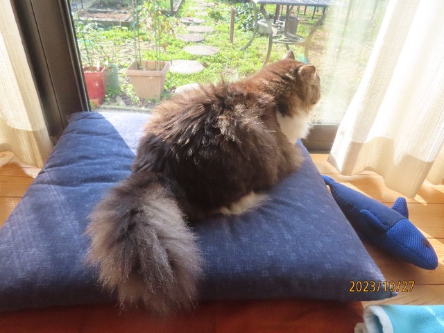 八時過ぎおはよ