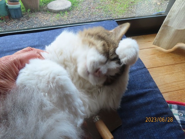 ブラッシング③