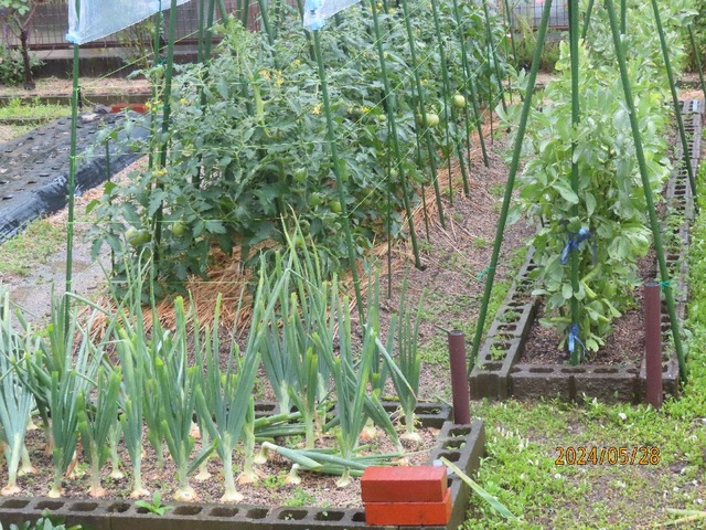 トマト・ソラマメ