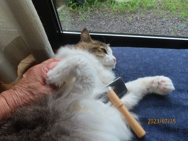 十五日ブラッシング