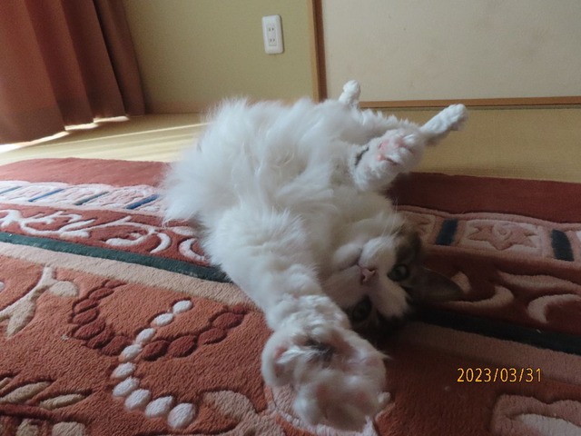 和室コロリン②