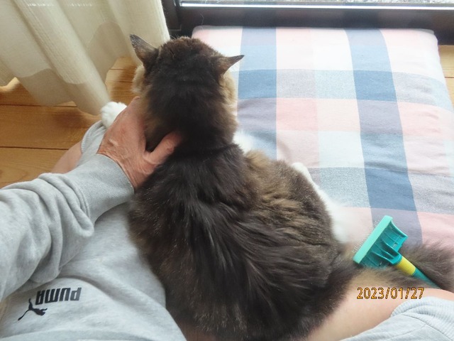 ブラッシング①