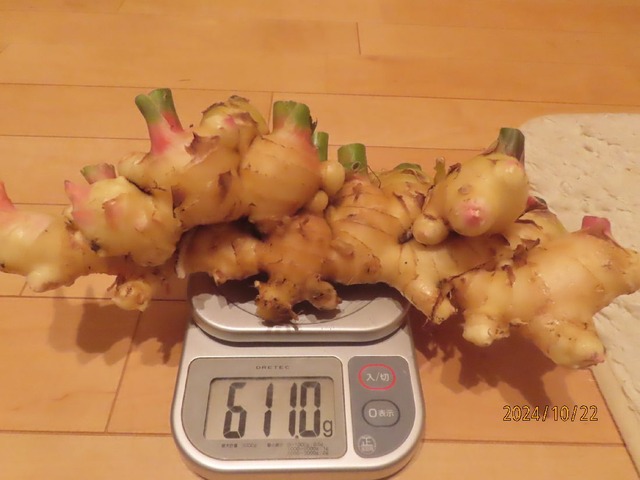 ショウガ611g