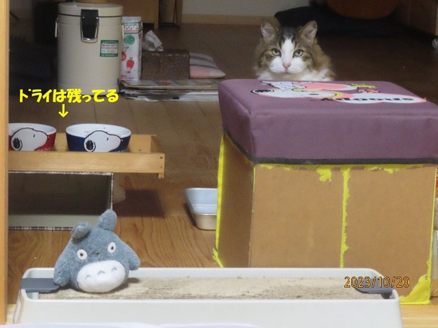 ゴハンは食べない