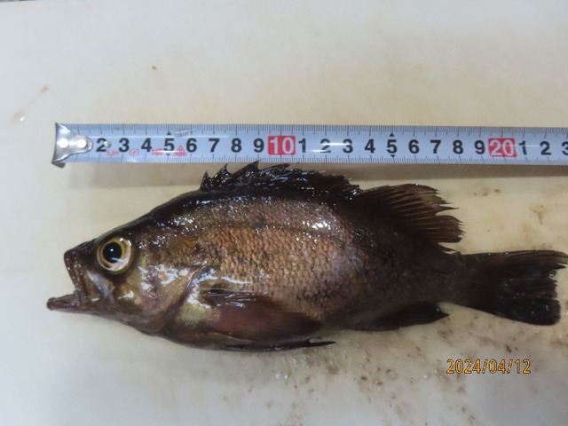 メバル⑤22.5ｃｍ