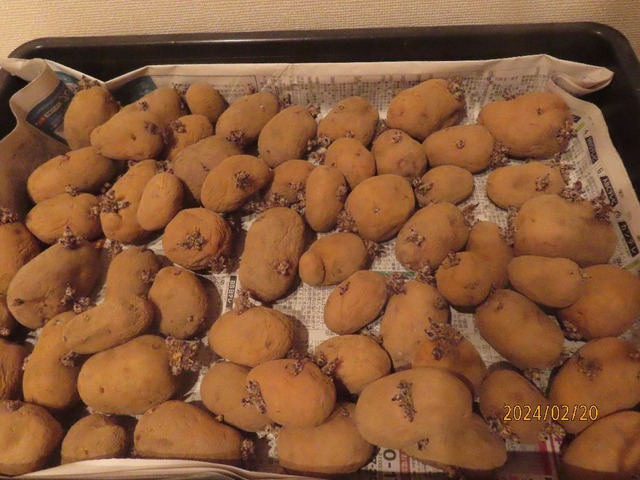 インカのめざめ①