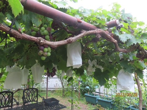 ブドウ棚