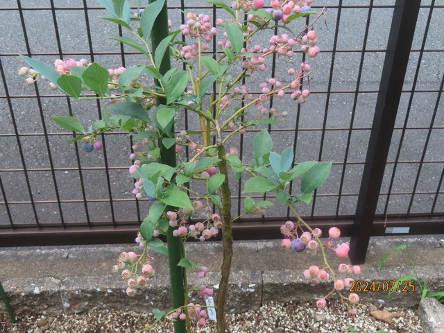 ブライトウエル