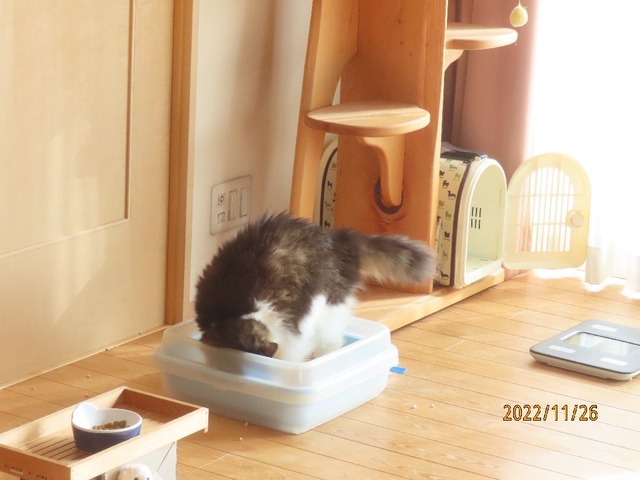 うんち