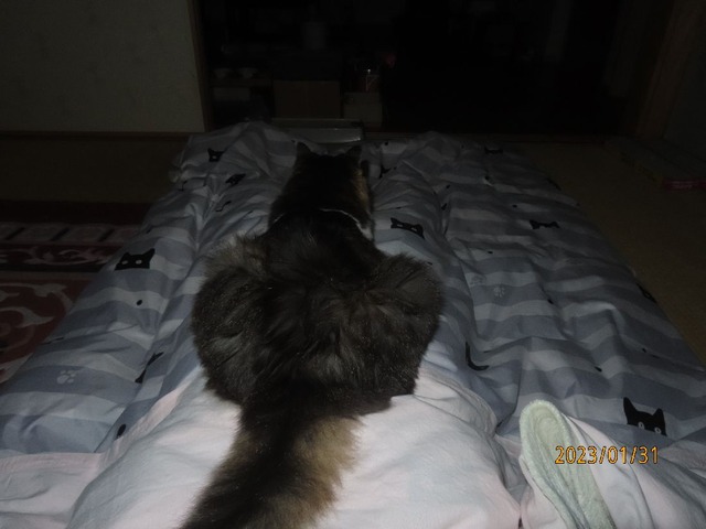 一時どす②