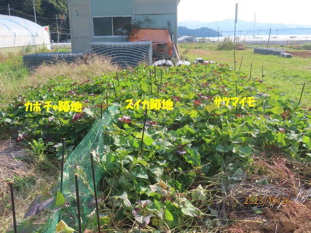 イモ畑