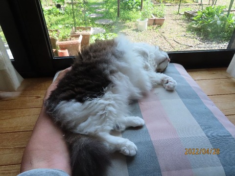 寝転んで大谷君