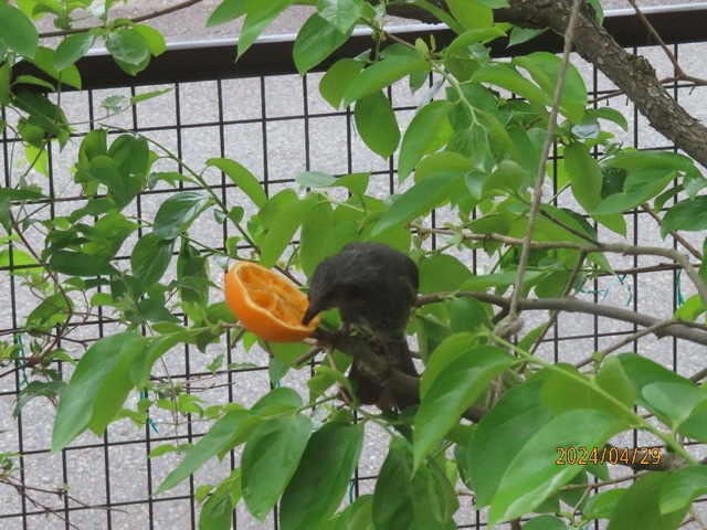 ちゃんと食べてる