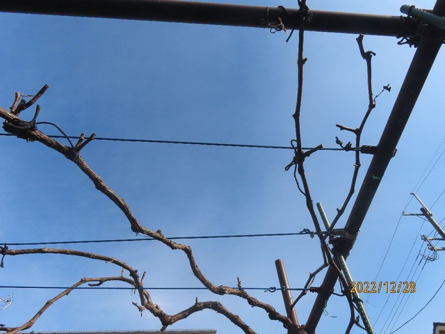 ブドウ剪定②