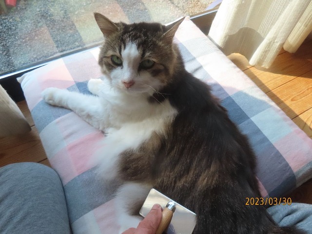 ブラッシング①