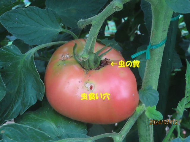 虫食いトマト