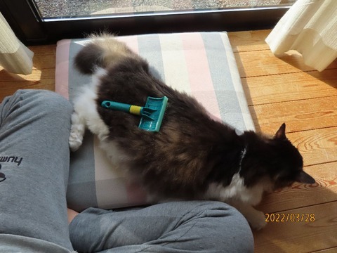 おしまいですよ