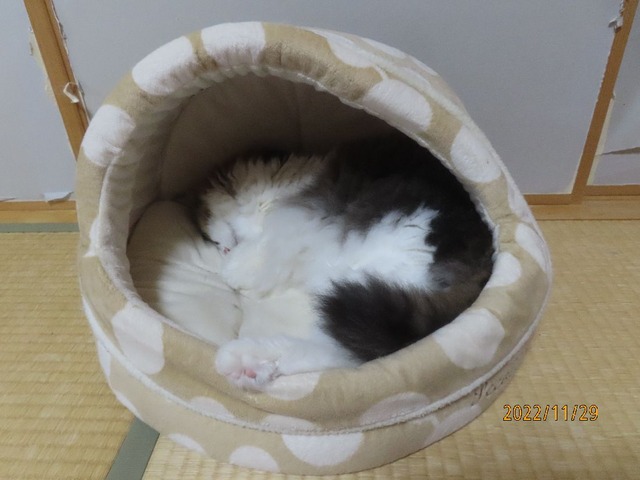 十一時半ドーム