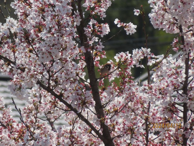 スズメさんでした