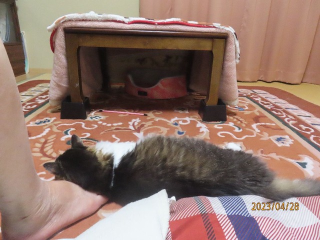 まる足まくら