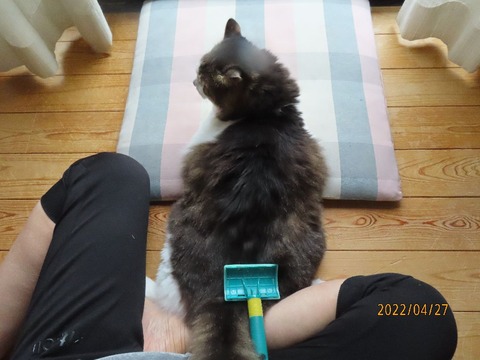 ブラッシング①