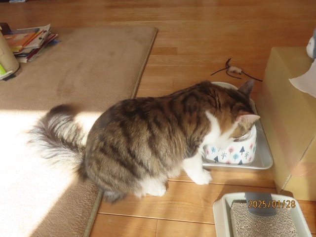 昼ゴハン