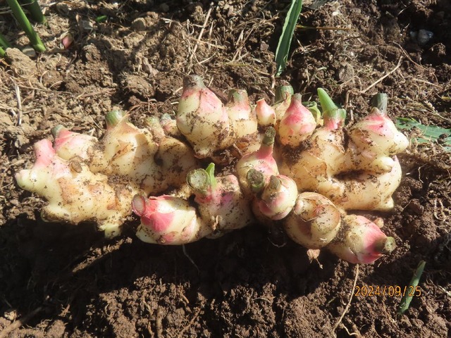 大きいショウガ