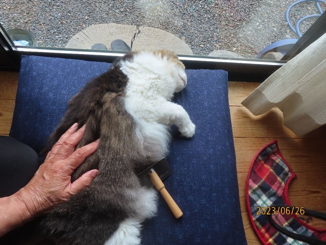 ブラッシング③