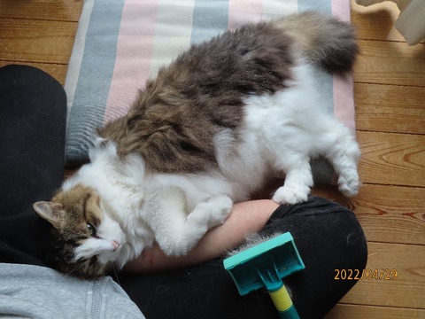 ブラッシング④