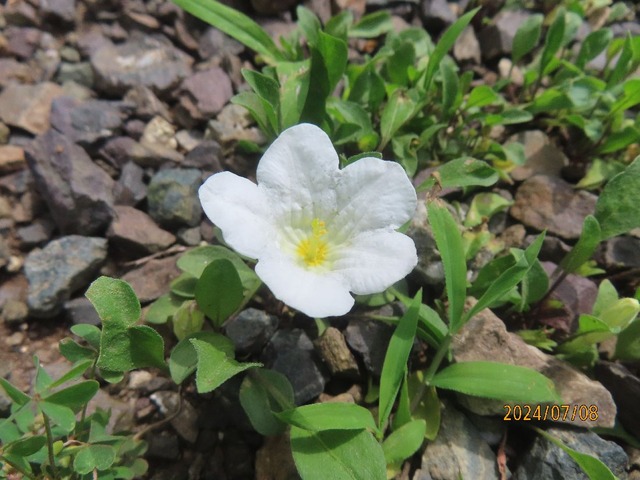 ギンパイソウ庭