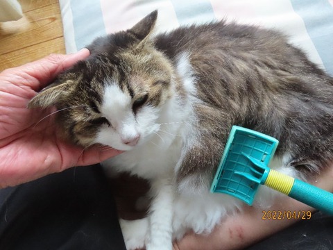 ブラッシング②