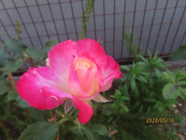 ダブルデライト①