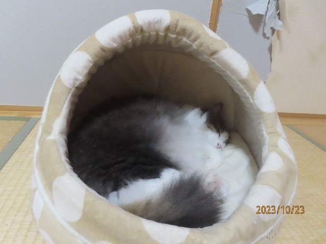 木」ョうも早寝