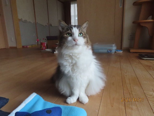 おはよう