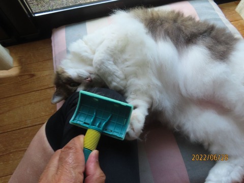 ブラッシング⑤