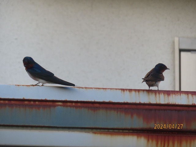 ツバメ番外で待機