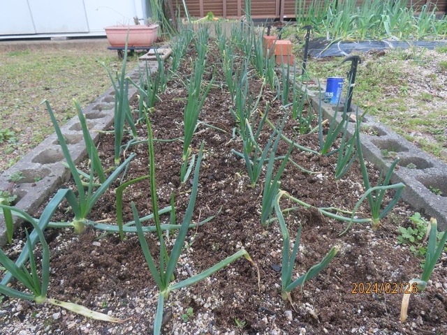 タマネギ追肥