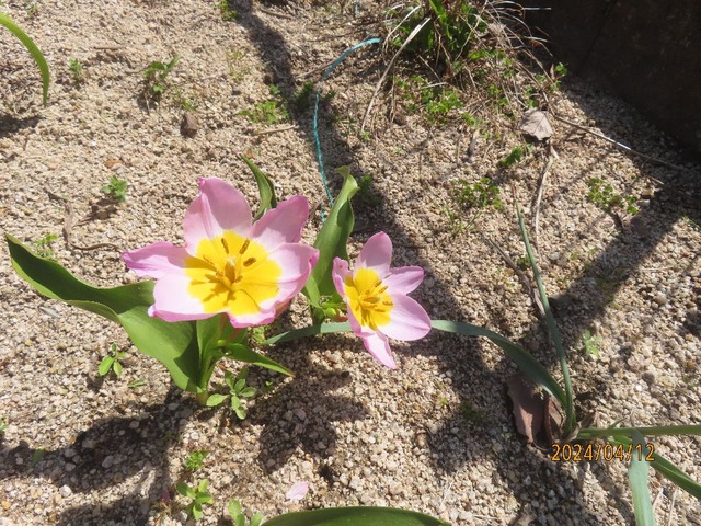 原種チューリップ