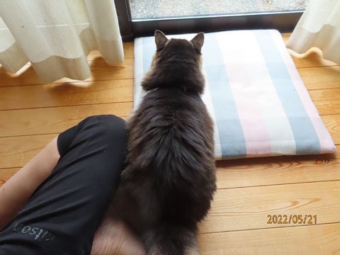 ブラッシング①