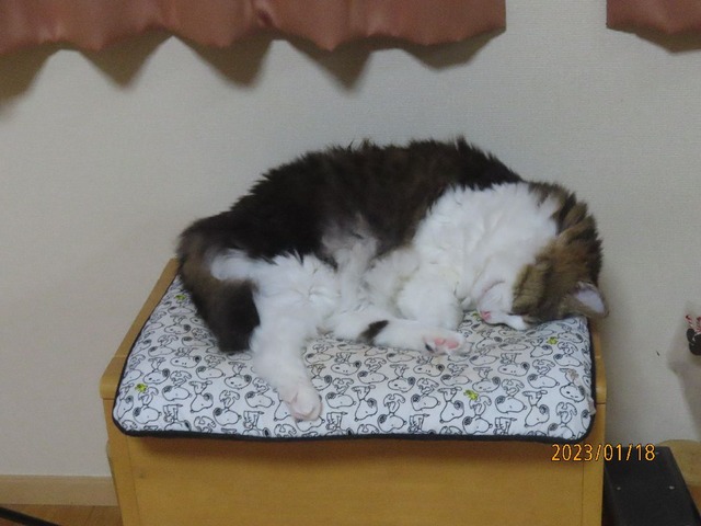 椅子寝②